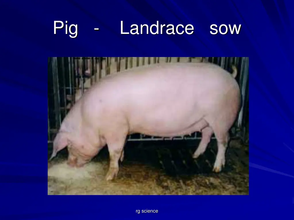 pig landrace sow