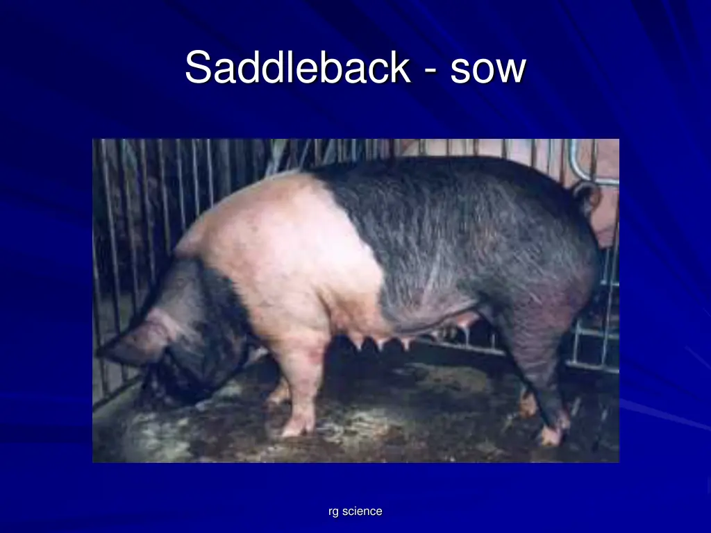 saddleback sow