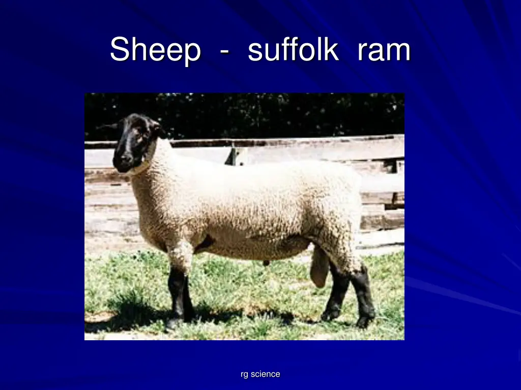 sheep suffolk ram