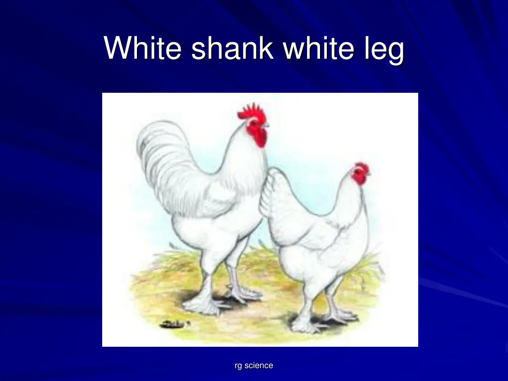 white shank white leg