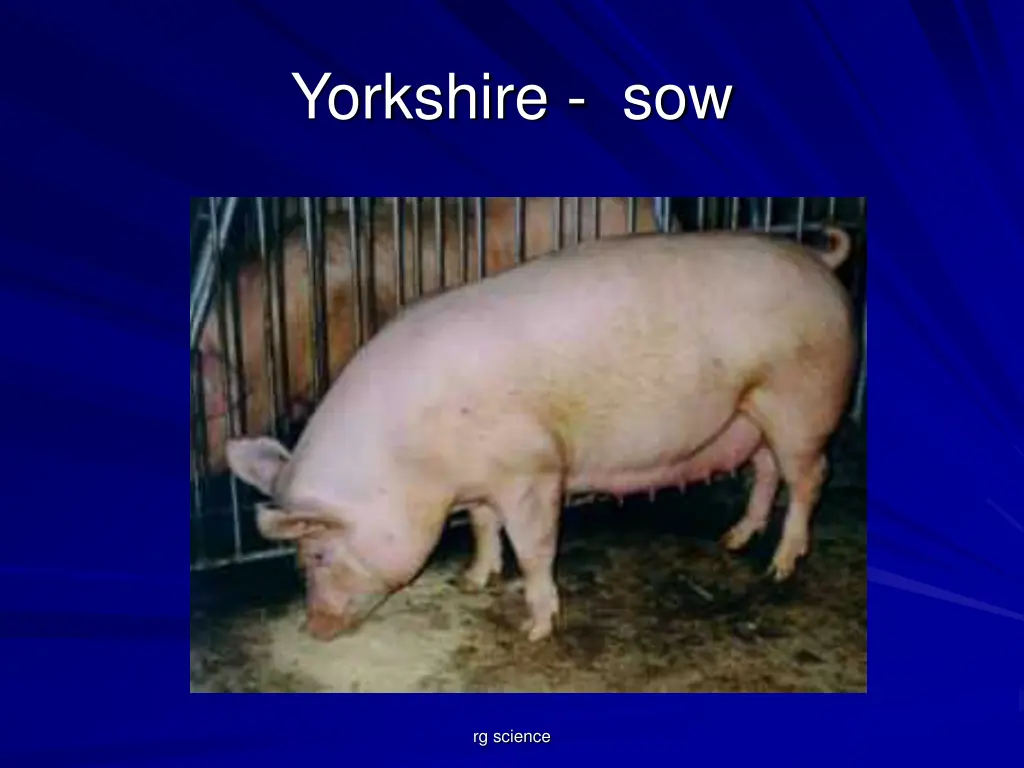 yorkshire sow