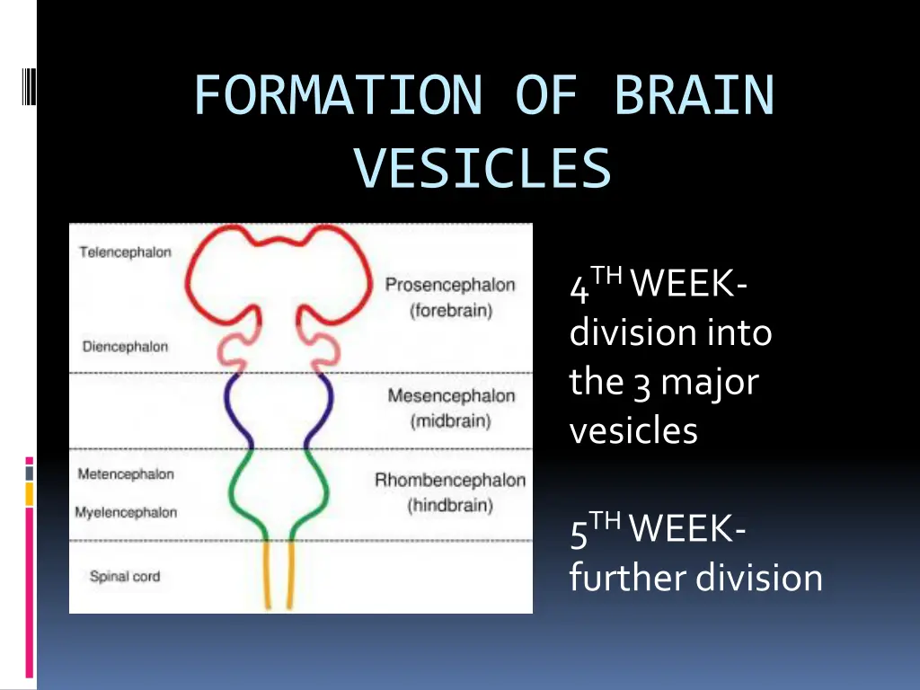 formation of brain vesicles