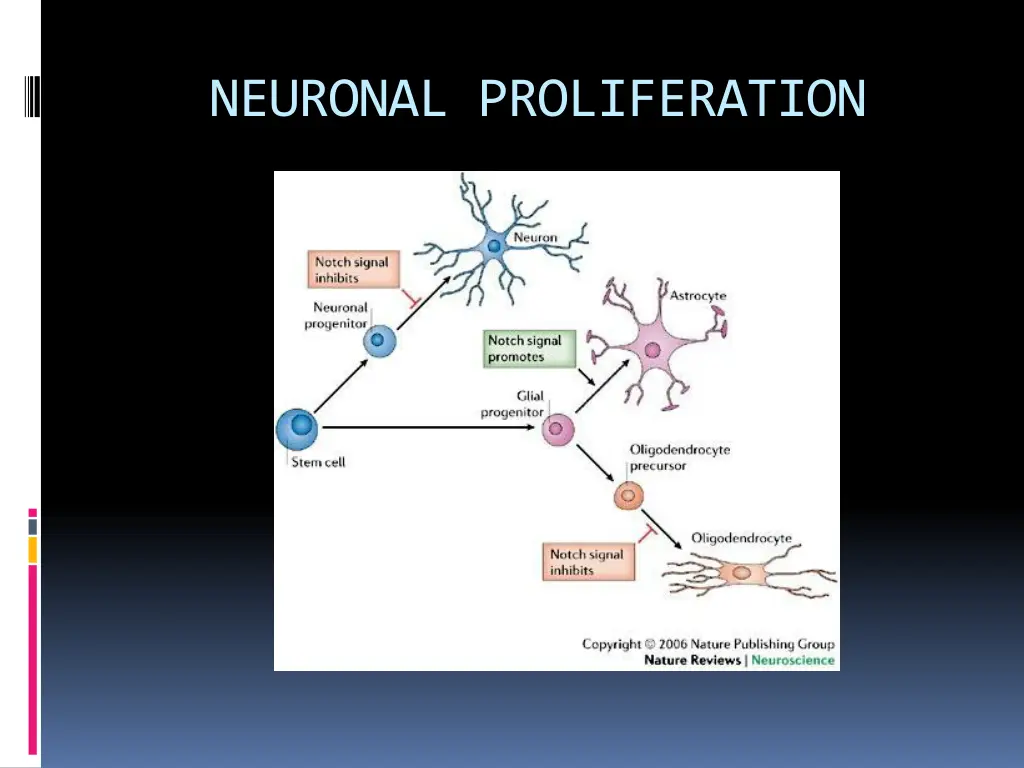 neuronal proliferation