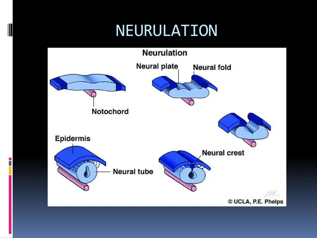 neurulation