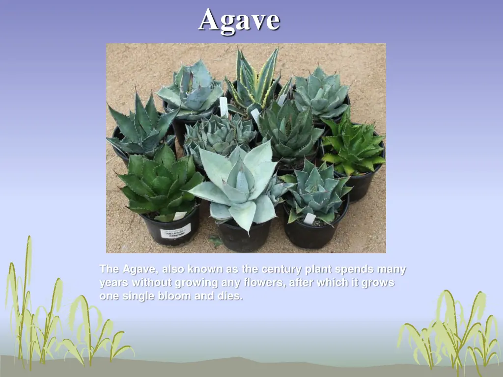 agave