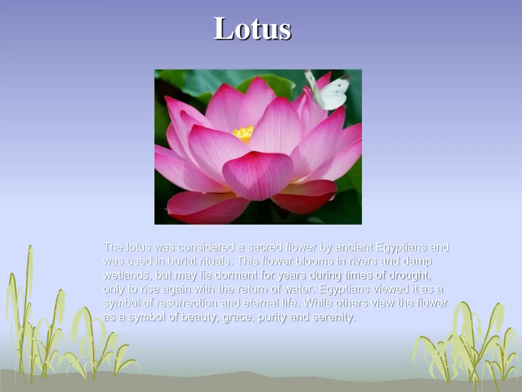 lotus