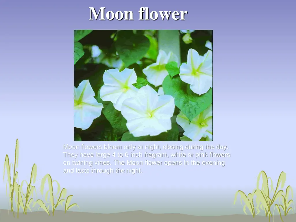 moon flower