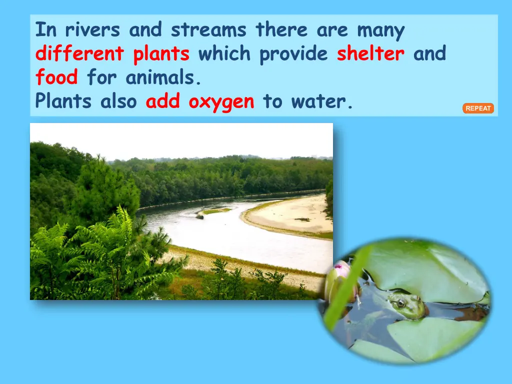 in rivers and streams there are many different