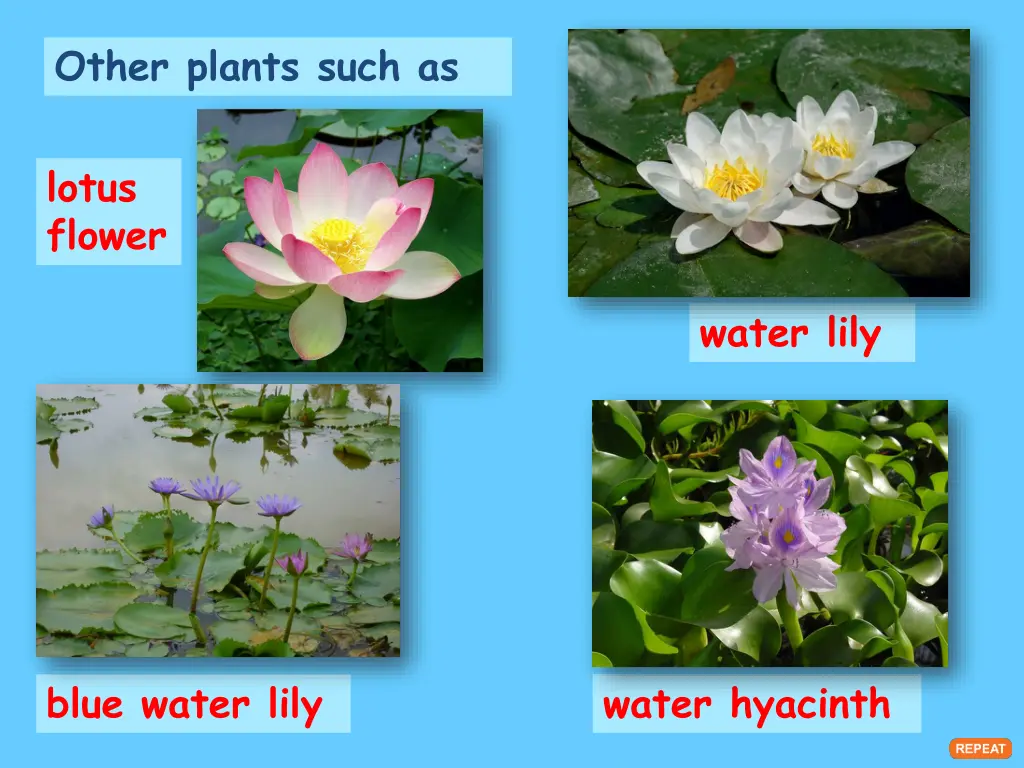 other plants such as