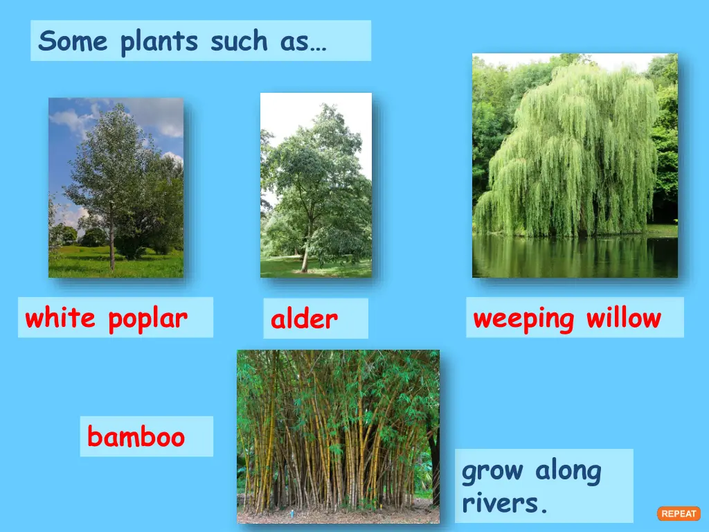 some plants such as