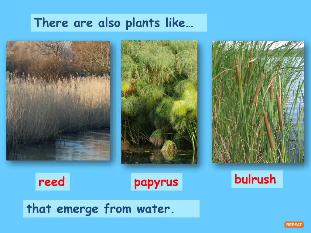 there are also plants like