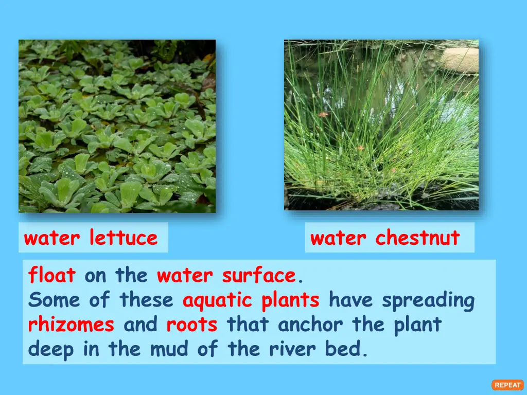 water lettuce float on the water surface some