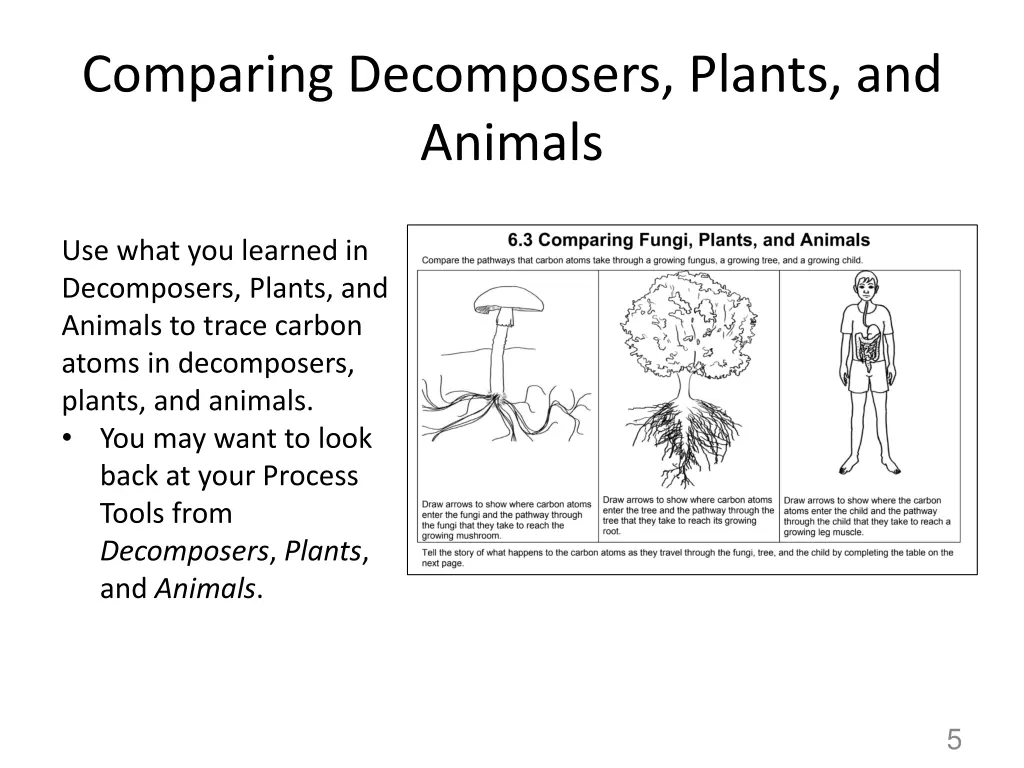 comparing decomposers plants and animals