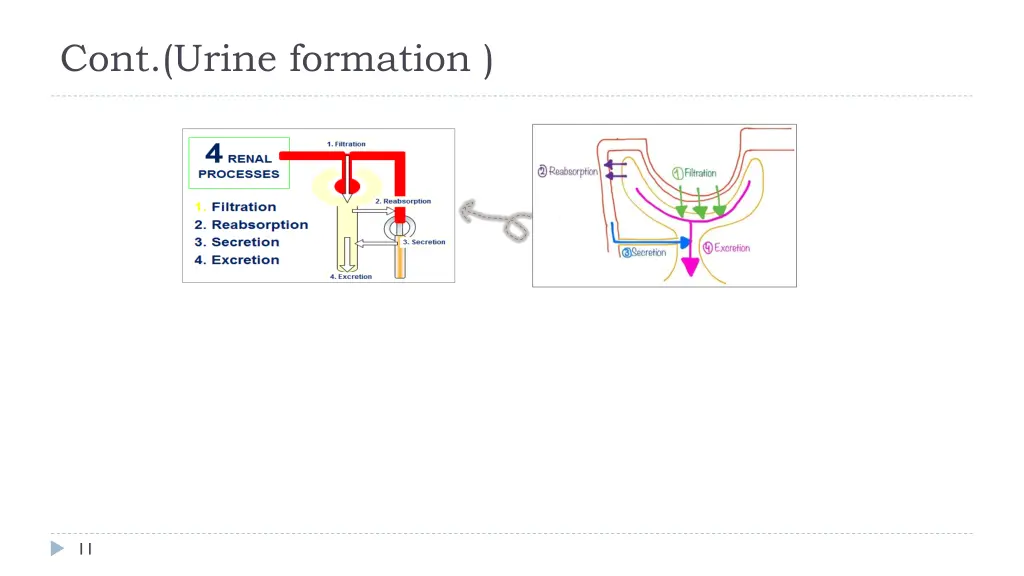 cont urine formation 1