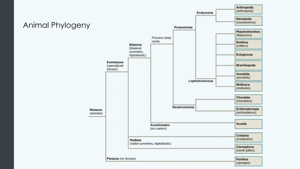 animal phylogeny