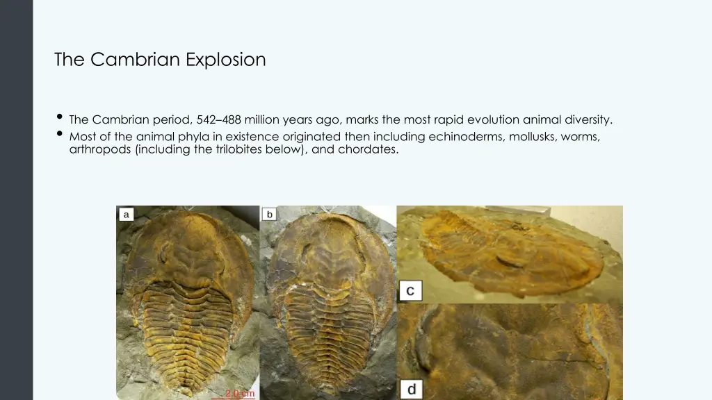 the cambrian explosion