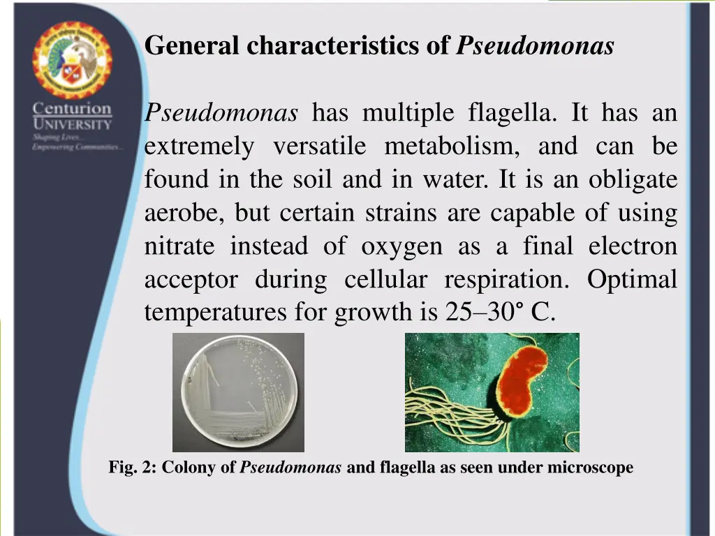 general characteristics of pseudomonas