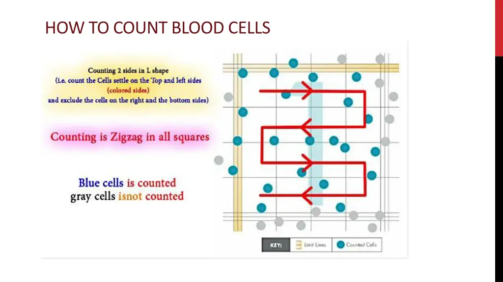 how to count blood cells