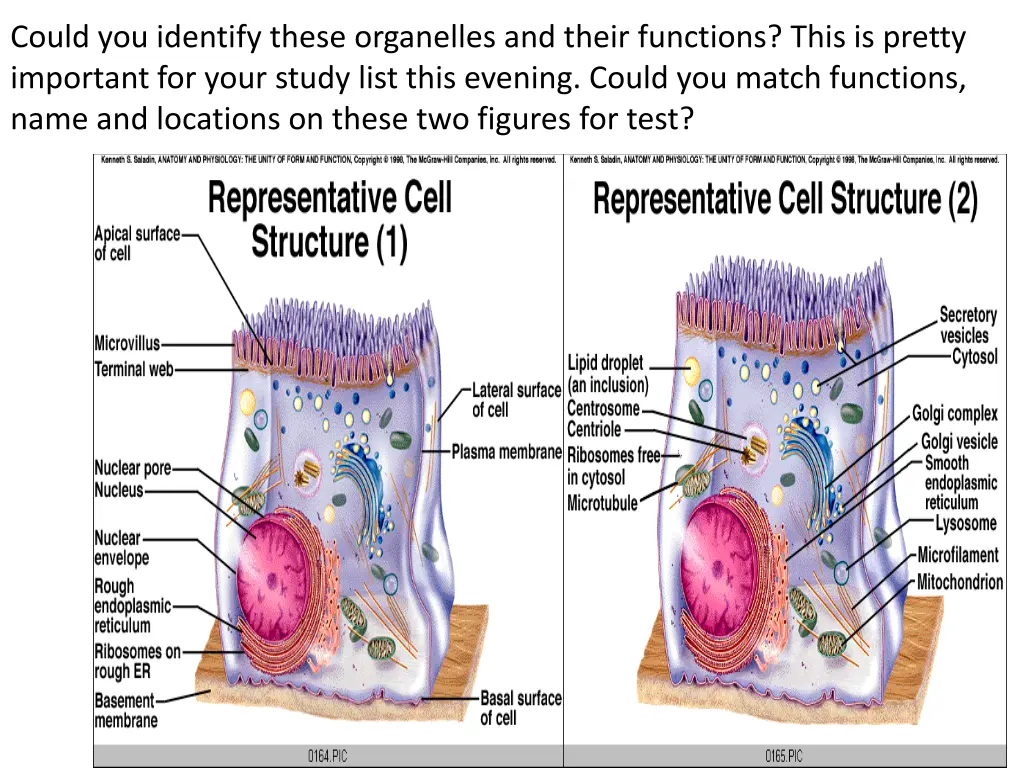 could you identify these organelles and their