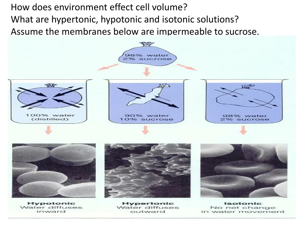 how does environment effect cell volume what