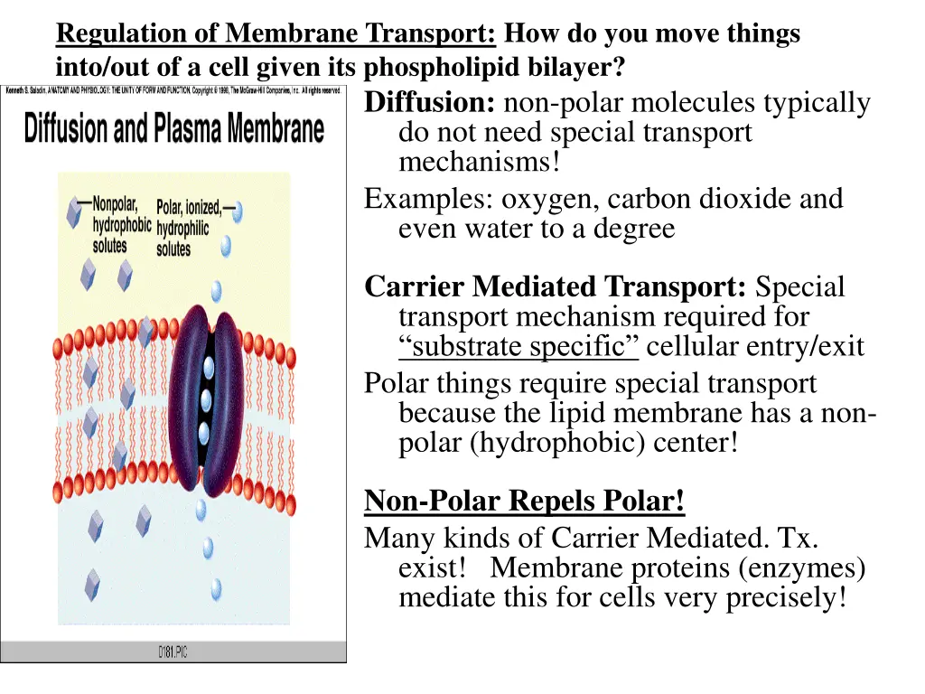 regulation of membrane transport how do you move