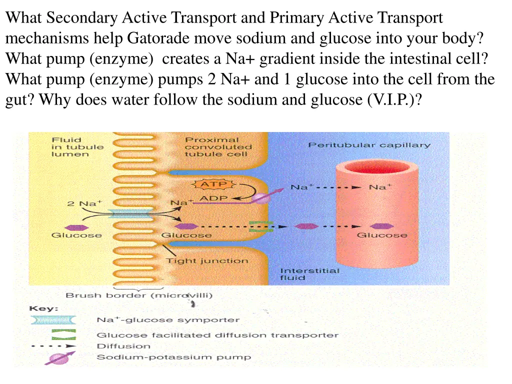 what secondary active transport and primary