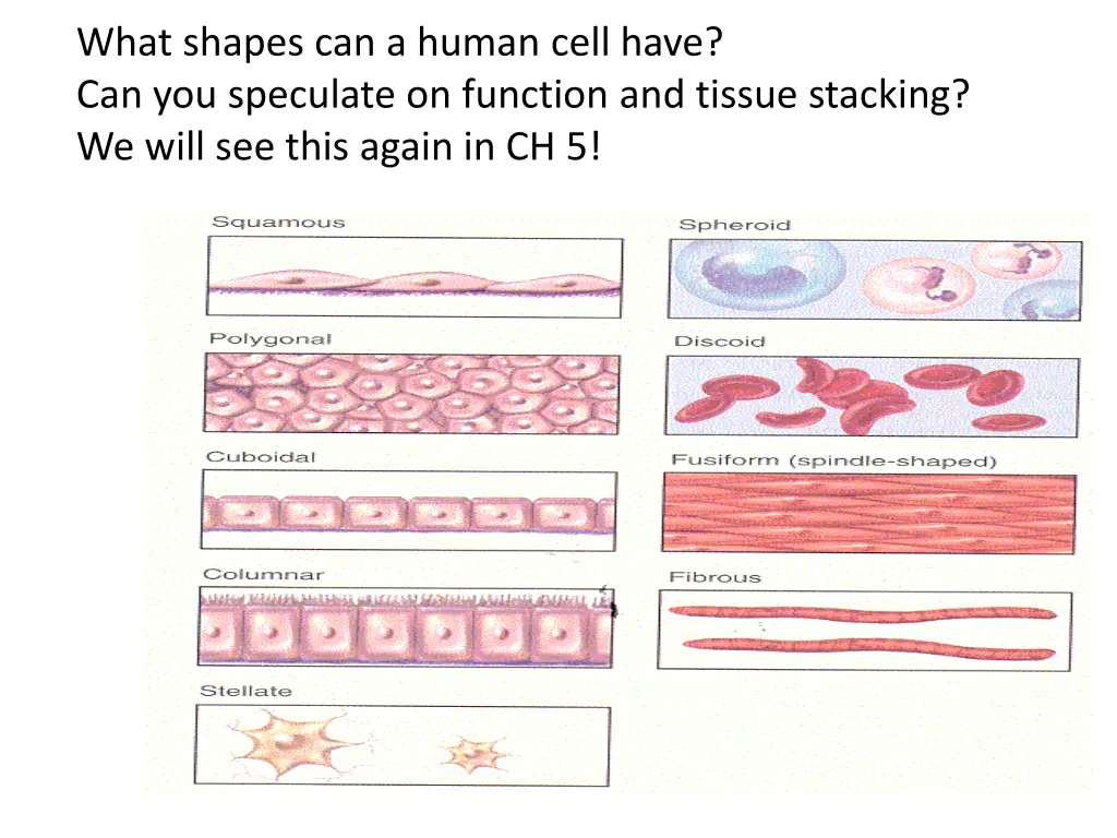 what shapes can a human cell have