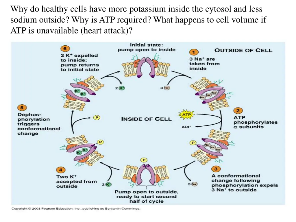 why do healthy cells have more potassium inside