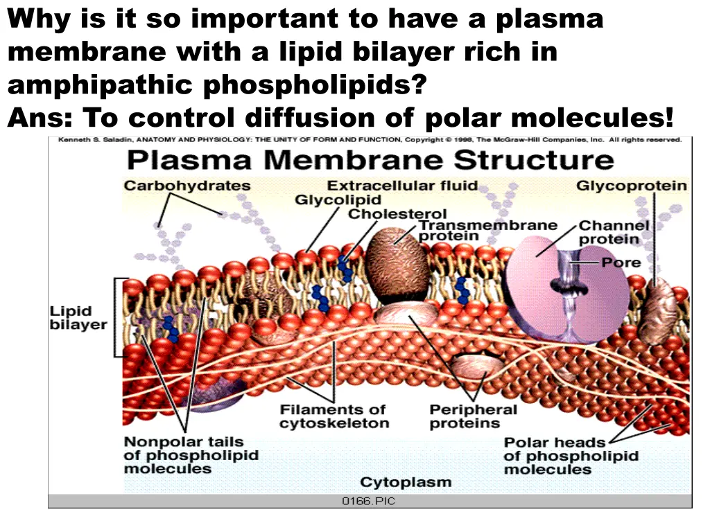 why is it so important to have a plasma membrane