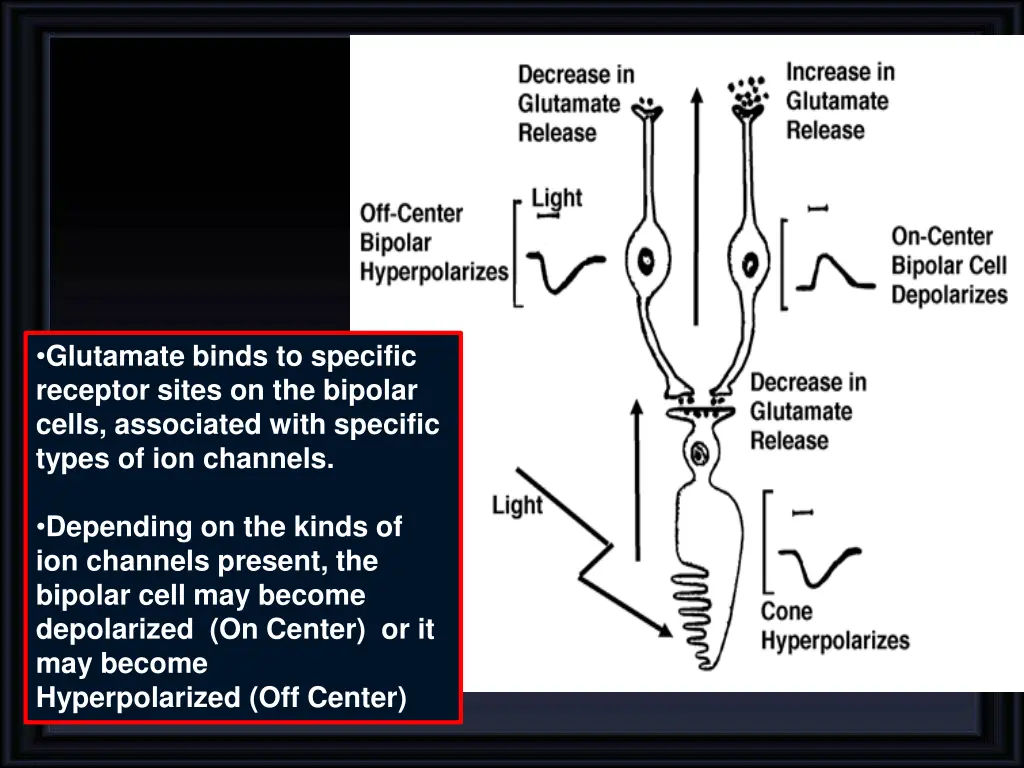 glutamate binds to specific receptor sites