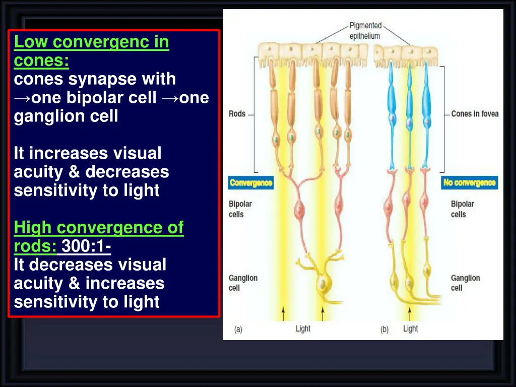 low convergenc in cones cones synapse with