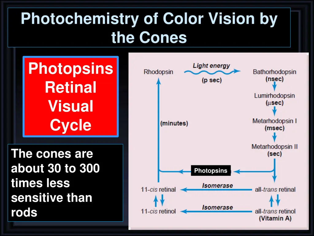 photochemistry of color vision by the cones