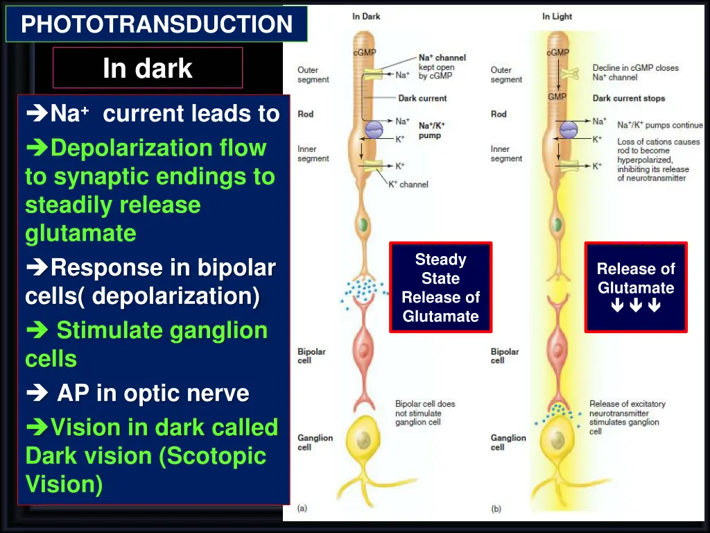 phototransduction