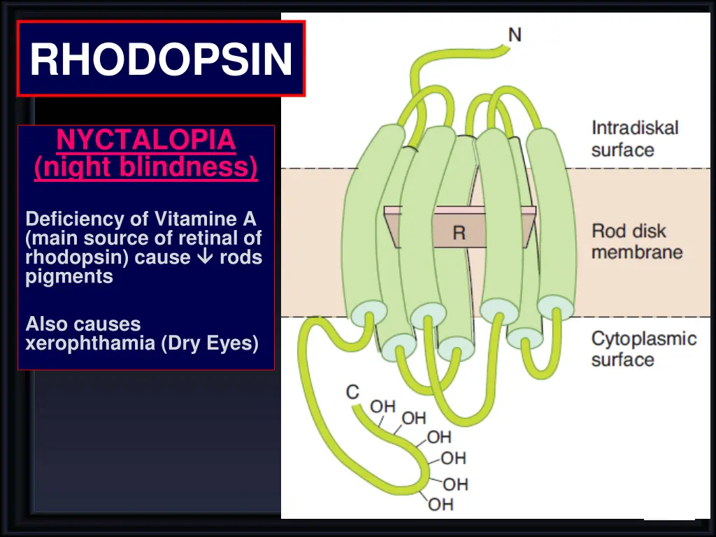 rhodopsin