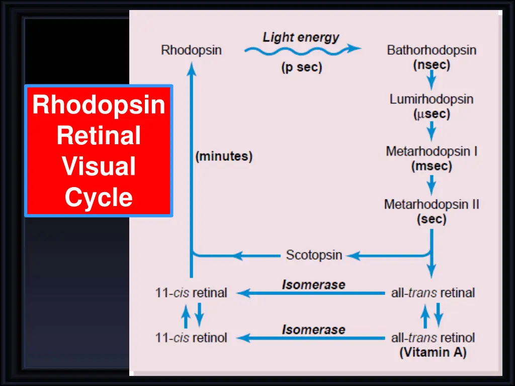 rhodopsin retinal visual cycle