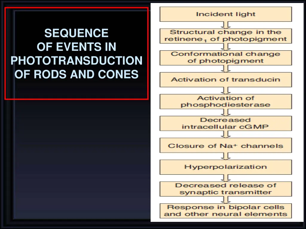 sequence of events in phototransduction of rods