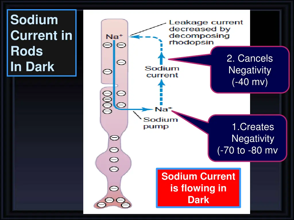 sodium current in rods in dark