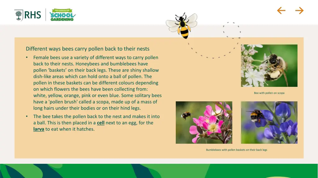 different ways bees carry pollen back to their