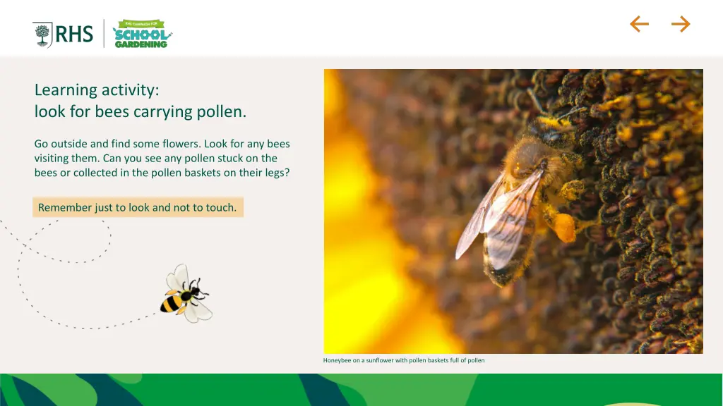 learning activity look for bees carrying pollen