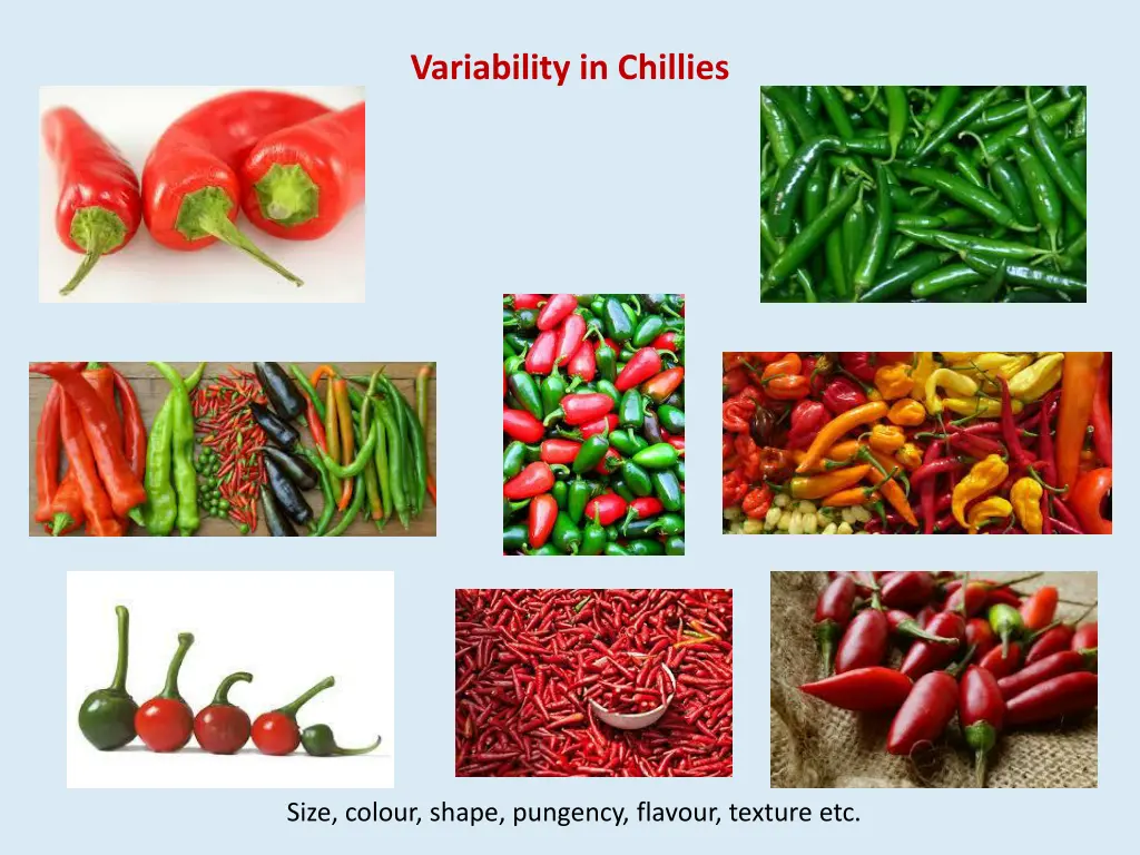 variability in chillies