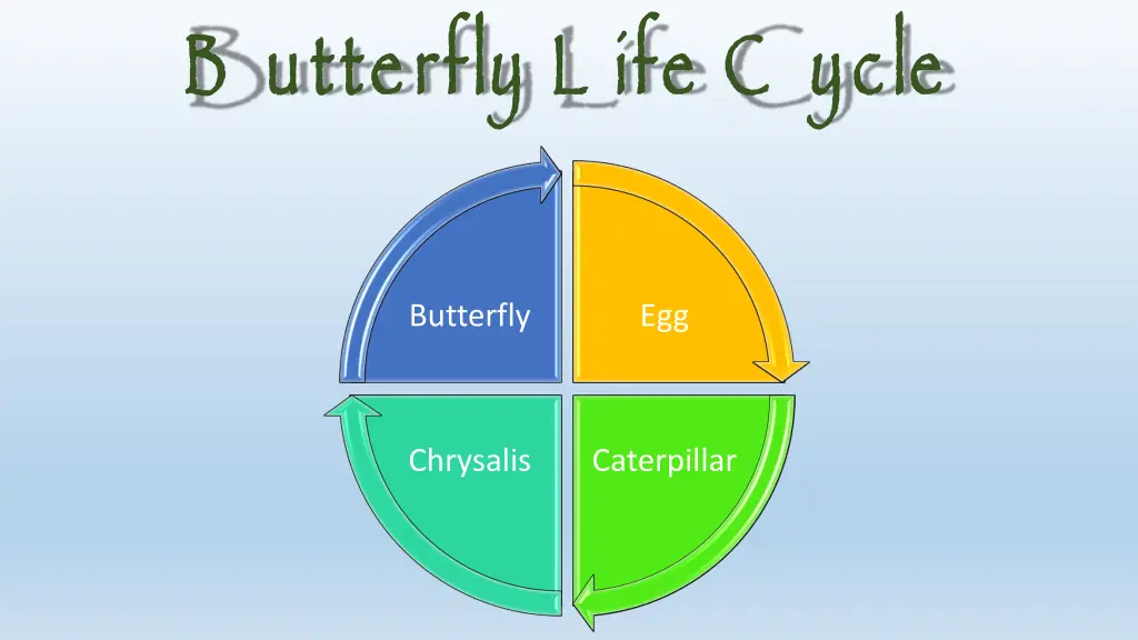 b utterfly l ife c ycle