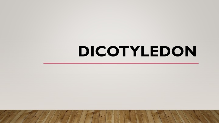 dicotyledon