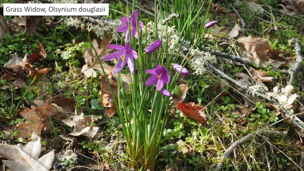 grass widow olsynium douglasii