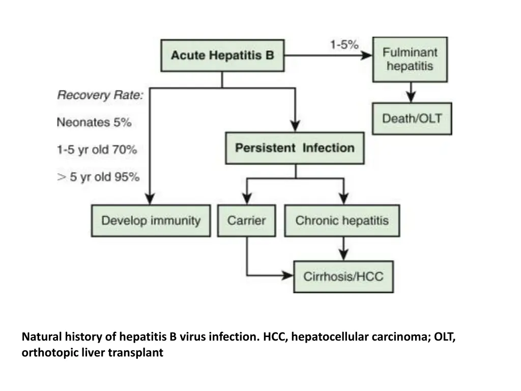 natural history of hepatitis b virus infection