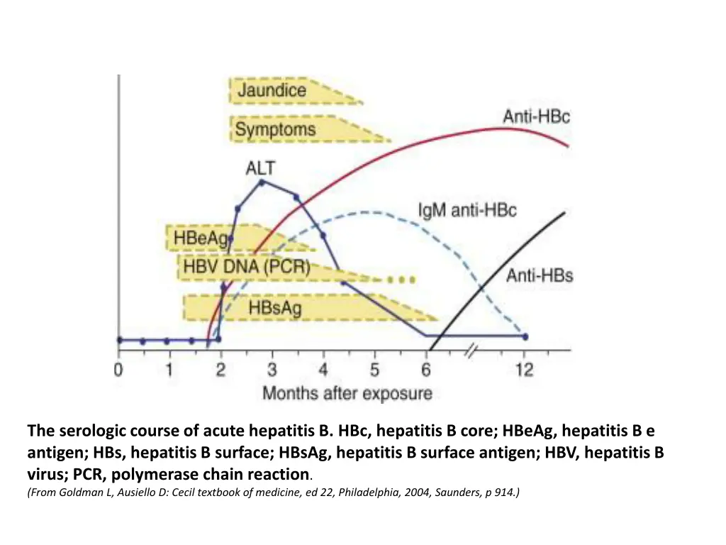 the serologic course of acute hepatitis 1