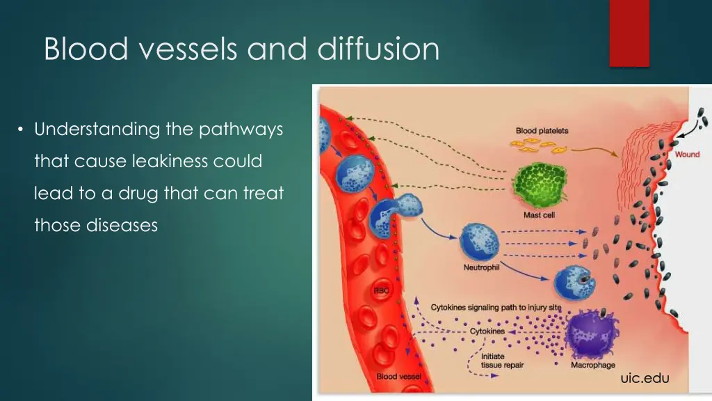 blood vessels and diffusion 1