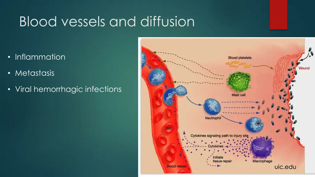 blood vessels and diffusion