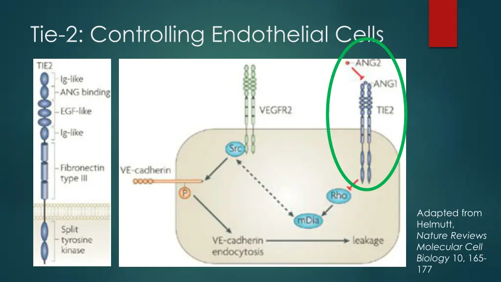 tie 2 controlling endothelial cells