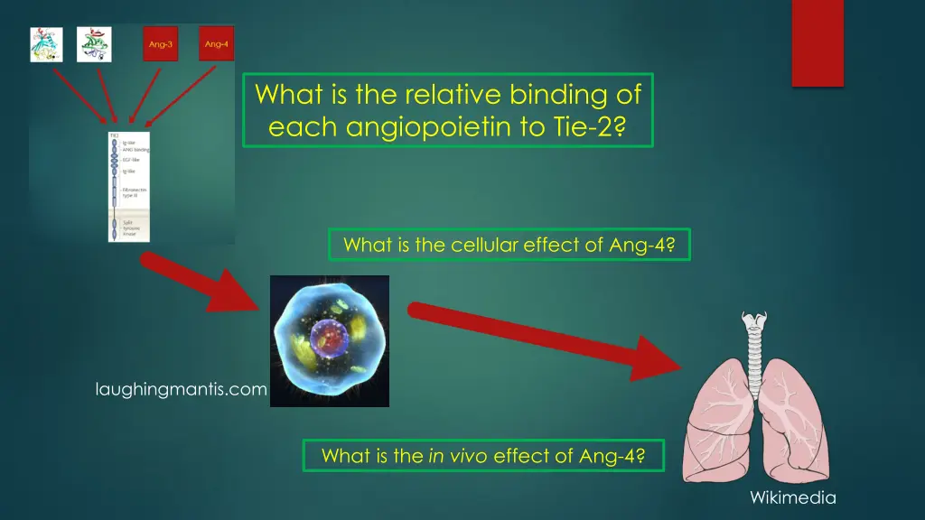 what is the relative binding of each angiopoietin