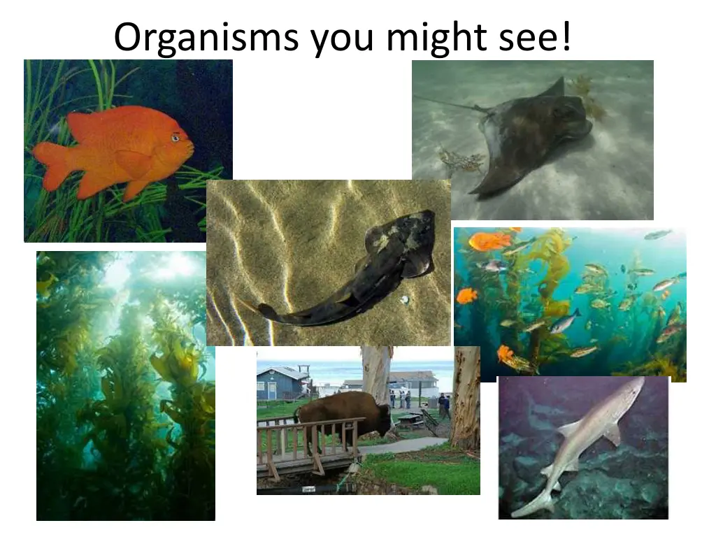 organisms you might see